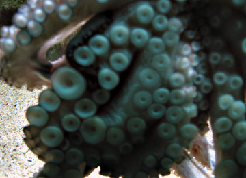 octopus vulgaris tentacles