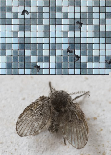 eklige fliegen im schwimmbad: schmetterlingsmücken